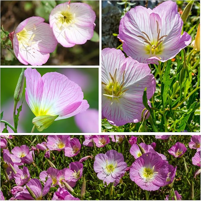 planting primrose seeds Showy Evening Primrose For Planting Flower Seeds for Colorful Organic  Garden Blooms – Neeraseeds