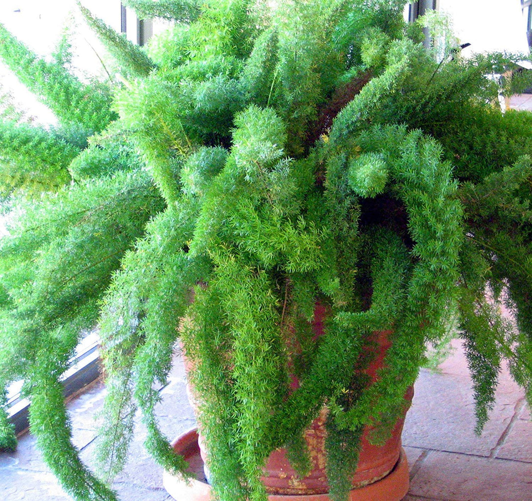 Asparagus Meyeri Foxtail Fern Seeds Heirloom Non GMO for Planting - Indoor Outdoor Decorative Garden Plant
