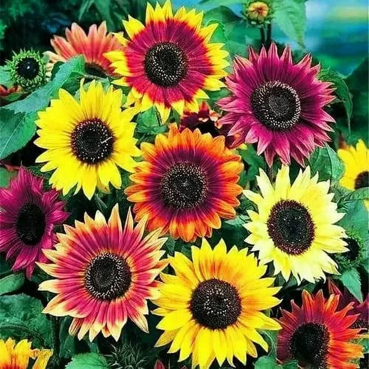 Autumn Beauty Mix Sunflower Seeds – Heirloom, Non-GMO, High Germination Organic Garden Seeds for Planting