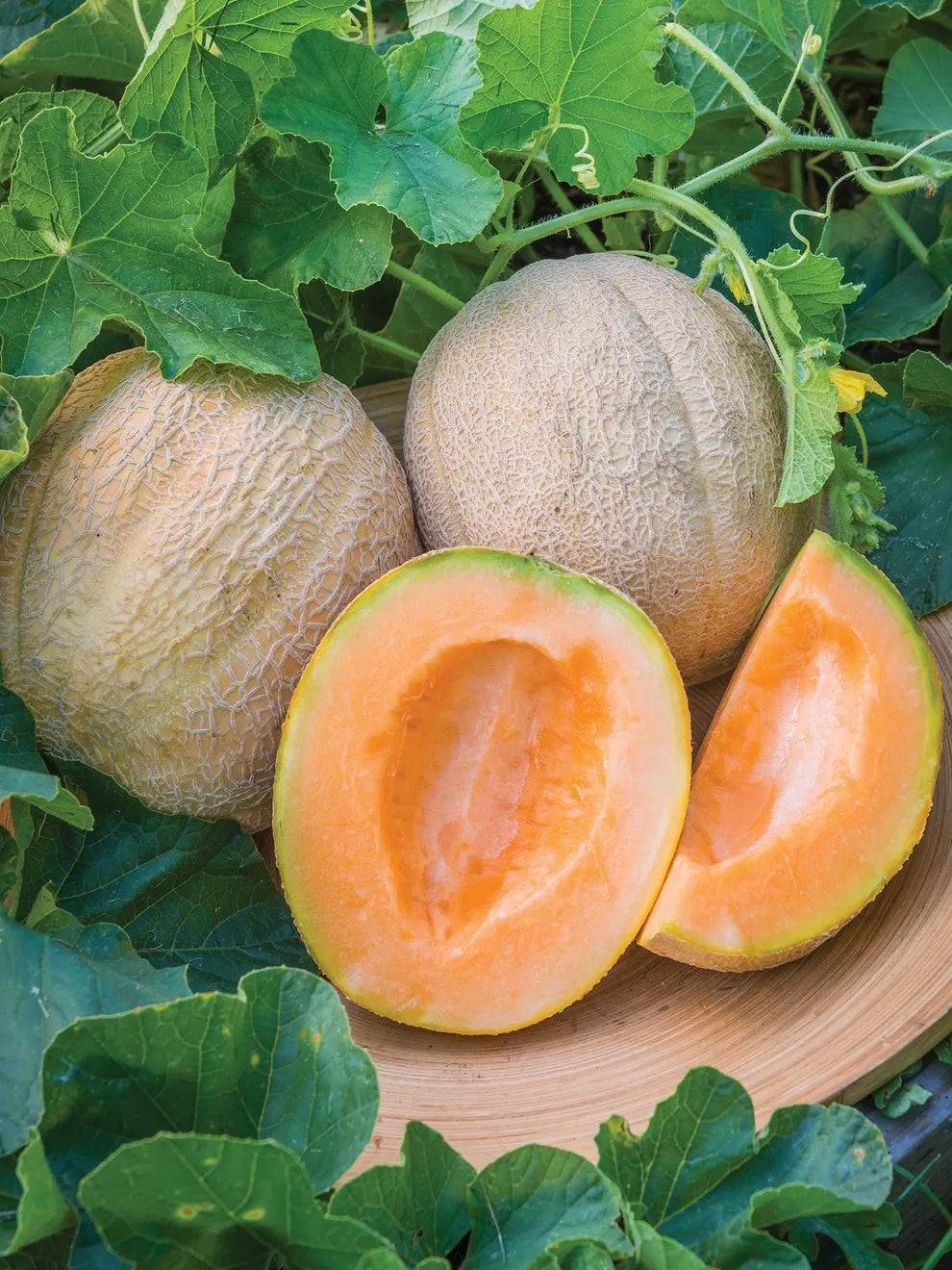 Cantaloupe Fruit Seeds for Planting – Light Orange Variety, Heirloom & Non-GMO Seeds for Sweet Garden Melons