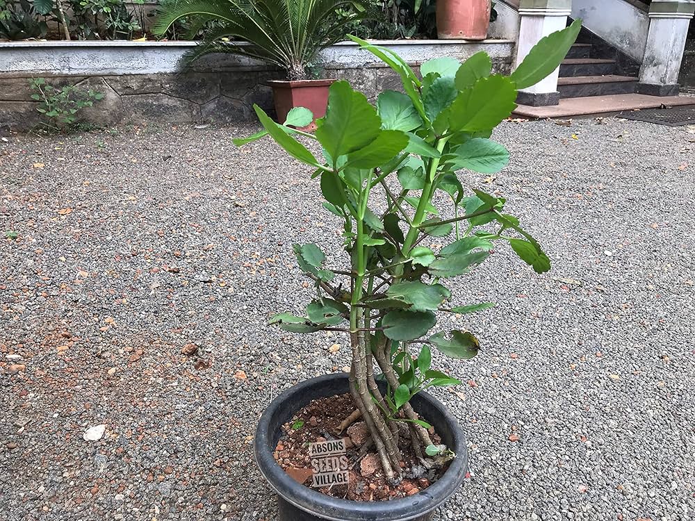 Bryophyllum Pinnatum Plant Seeds for Planting | Heirloom Non-GMO High Germination Organic Garden Seeds