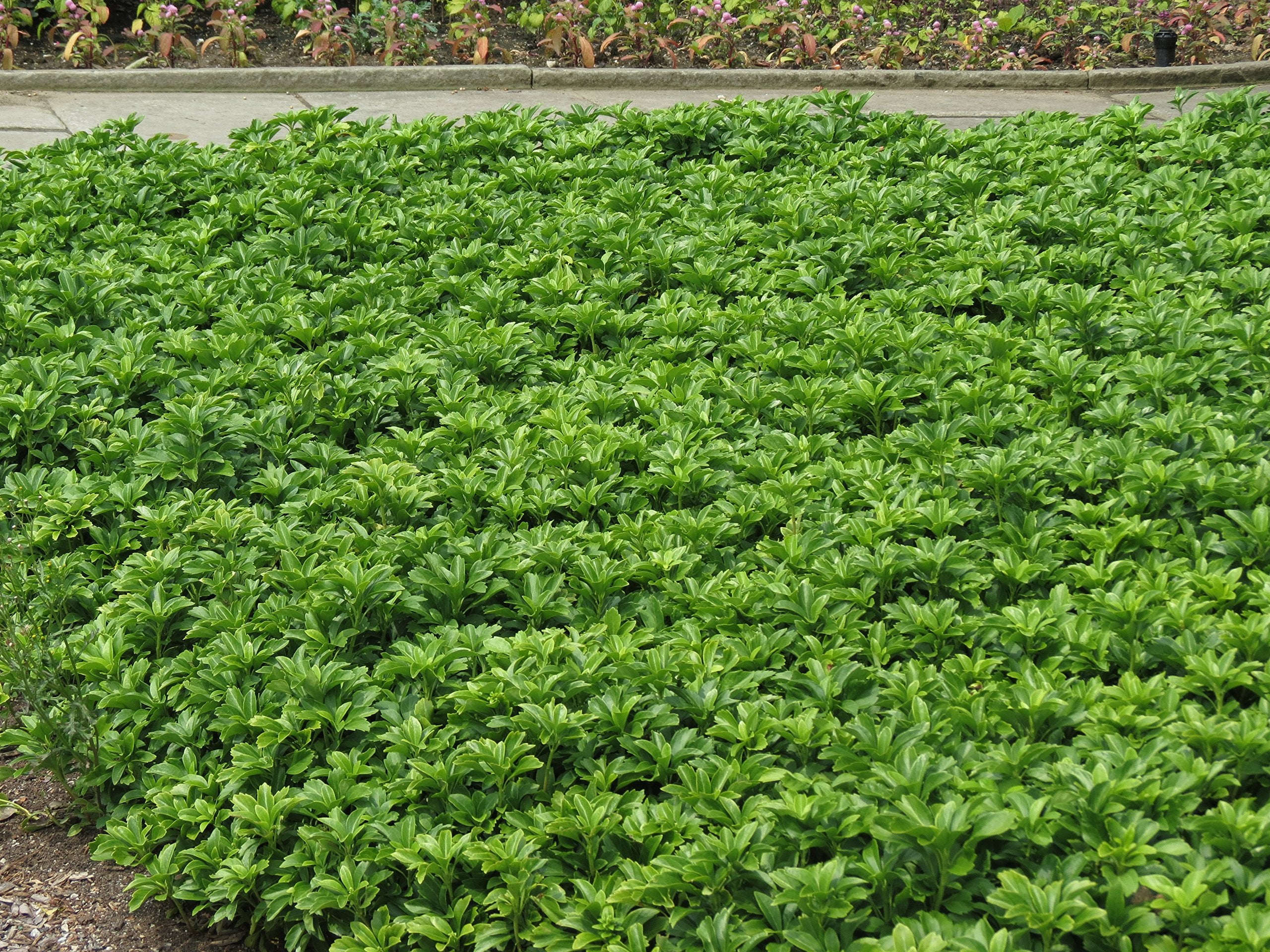 planting pachysandra seeds Pachysandra Flower Seeds for Planting – Non-GMO Heirloom