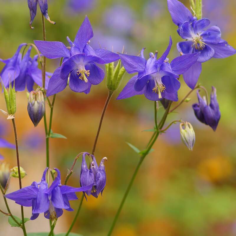 Blue Aquilegia Flower Seeds for Planting | Heirloom Non-GMO High Germination Organic Garden Seeds
