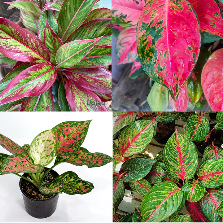 Heirloom Non-GMO Aglaonema Mixed Plant Seeds for Planting – High Germination Organic Garden Seeds for Indoor Beauty