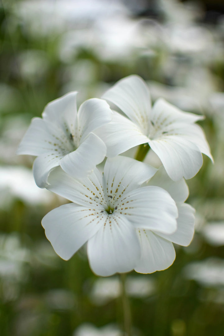 Agrostemma Ocean Pearl Flower Seeds – Heirloom, Non-GMO, High Germination Elegant Organic Garden Seeds for Planting
