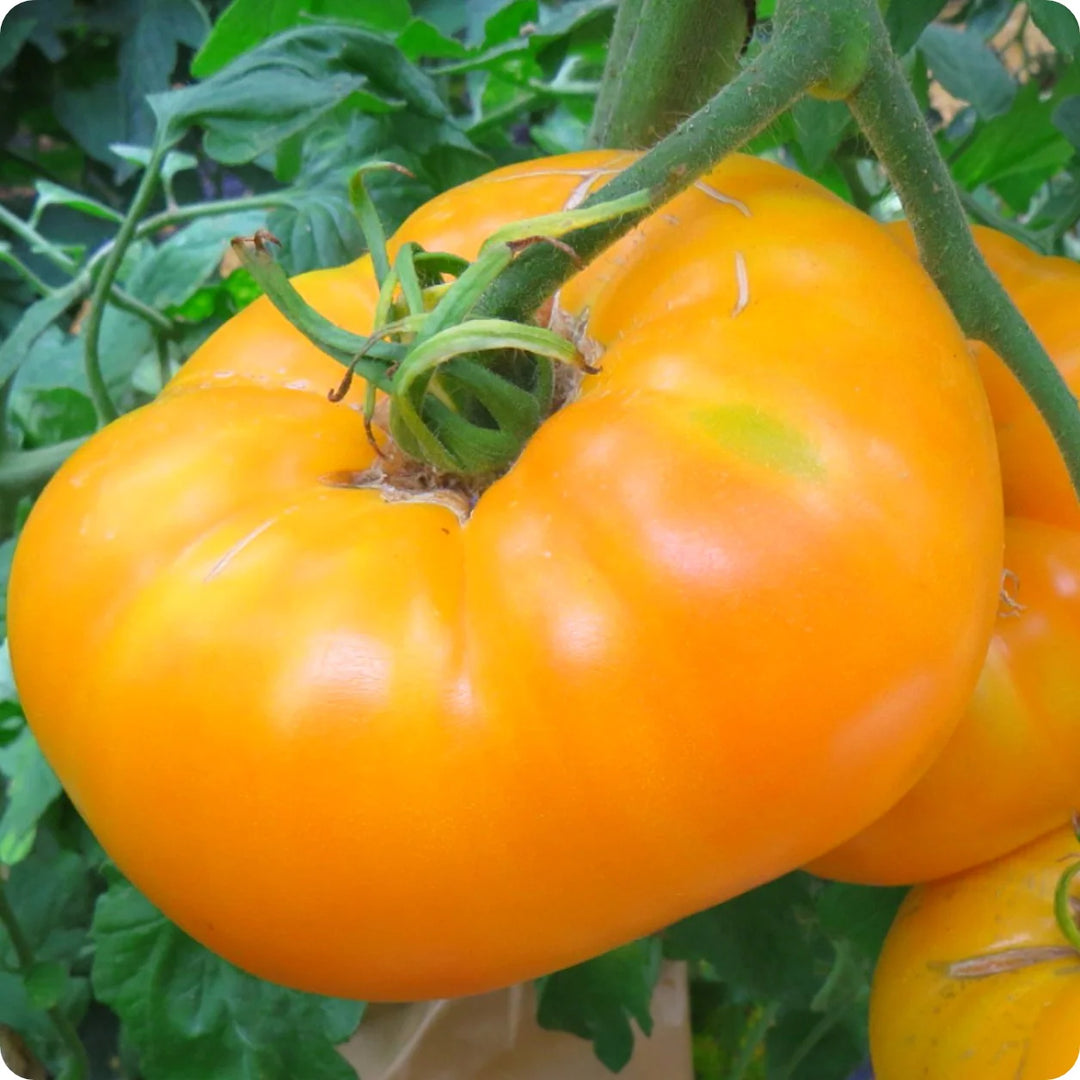 Amanas Orange Tomato Vegetable Seeds for Planting – Heirloom, Non-GMO, High Germination Organic Garden Seeds