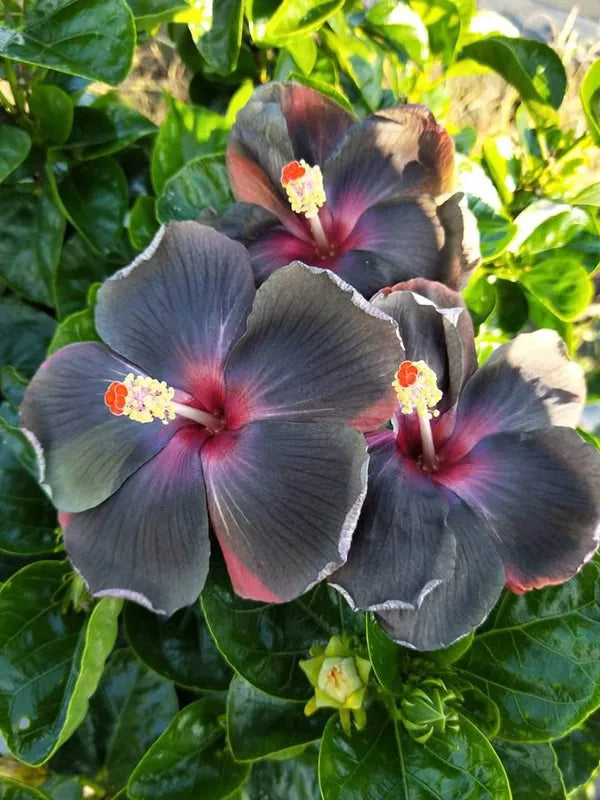 Black Yellow Hibiscus Flower Seeds for Planting – Heirloom Non-GMO High Germination Garden Seeds