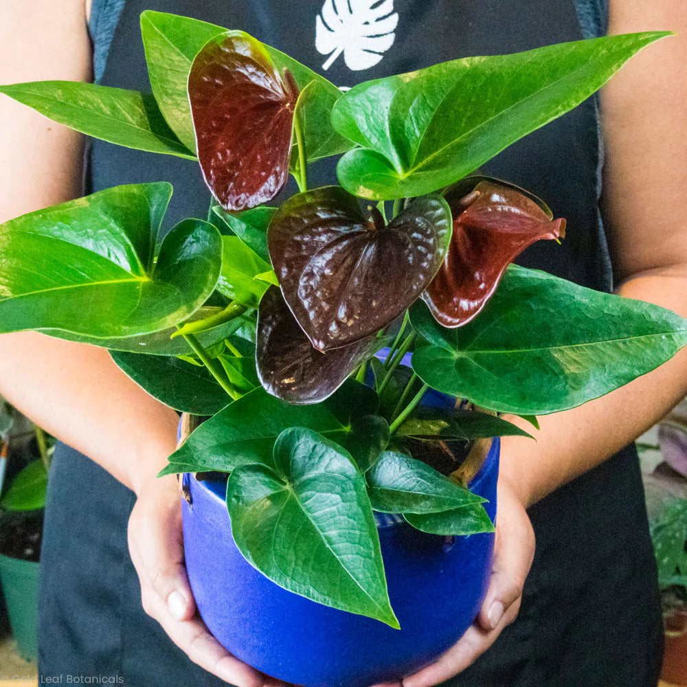 anthurium care brown leaves Brown Anthurium Seeds – Heirloom Non-GMO Tropical Blooms – Neeraseeds