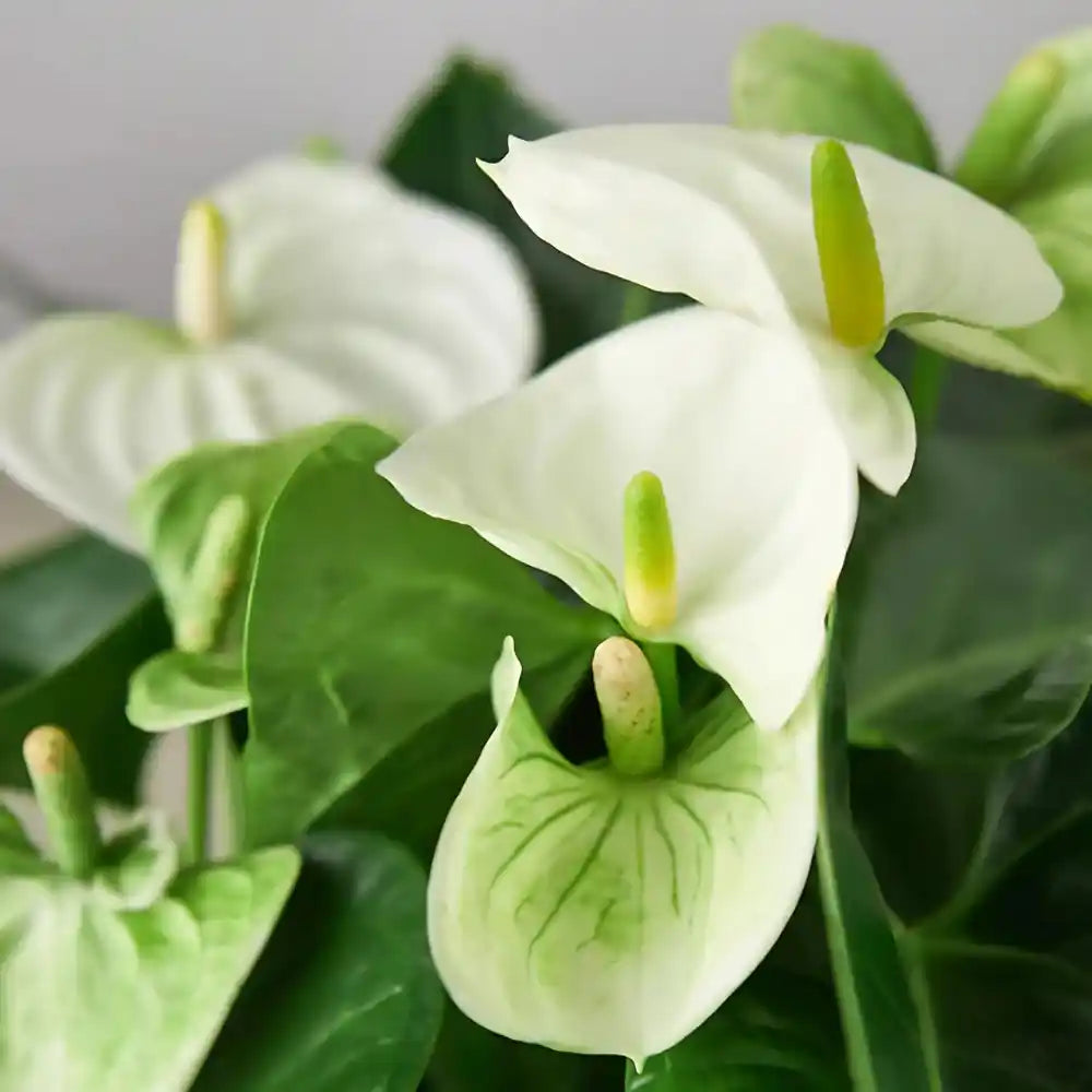 White Green Anthurium Flower Seeds for Planting – Heirloom, Non-GMO, Exotic High Germination Garden Seeds