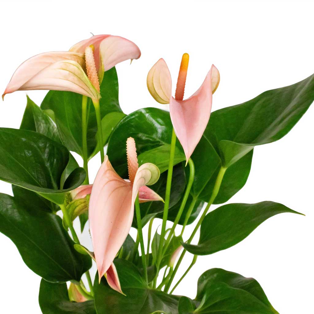 anthurium peach Peach Anthurium Flower Seeds for Planting – Heirloom, Non-GMO, High  Germination Tropical Garden Seeds