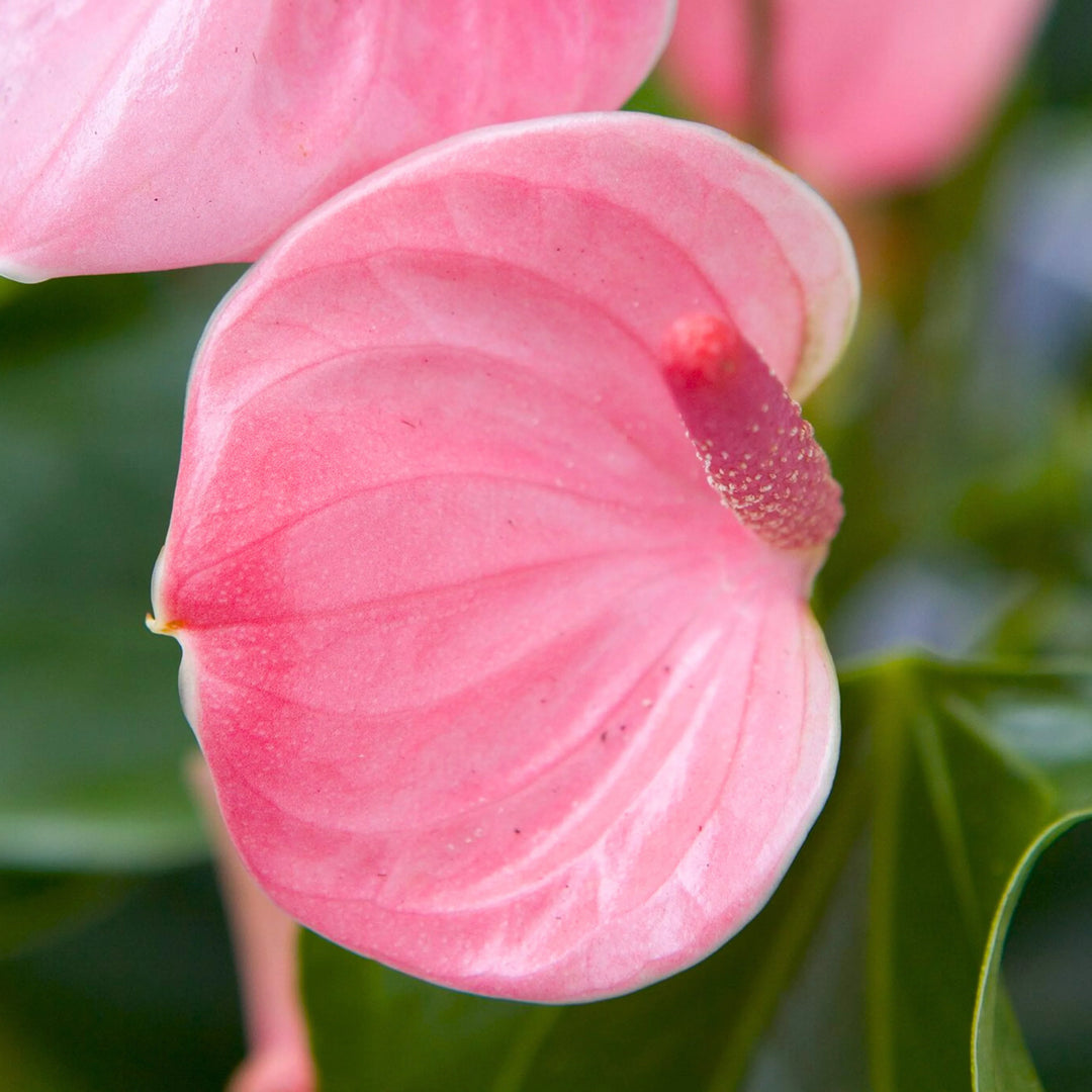 Anthurium Andraeanum Flower Seeds for Planting – Baby Pink Blooms – Heirloom, Non-GMO, High Germination