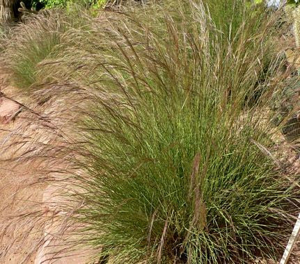 Purple Three Awn Grass Seeds – Aristida purpurea for Drought-Tolerant Native Landscaping and Wildlife Gardens