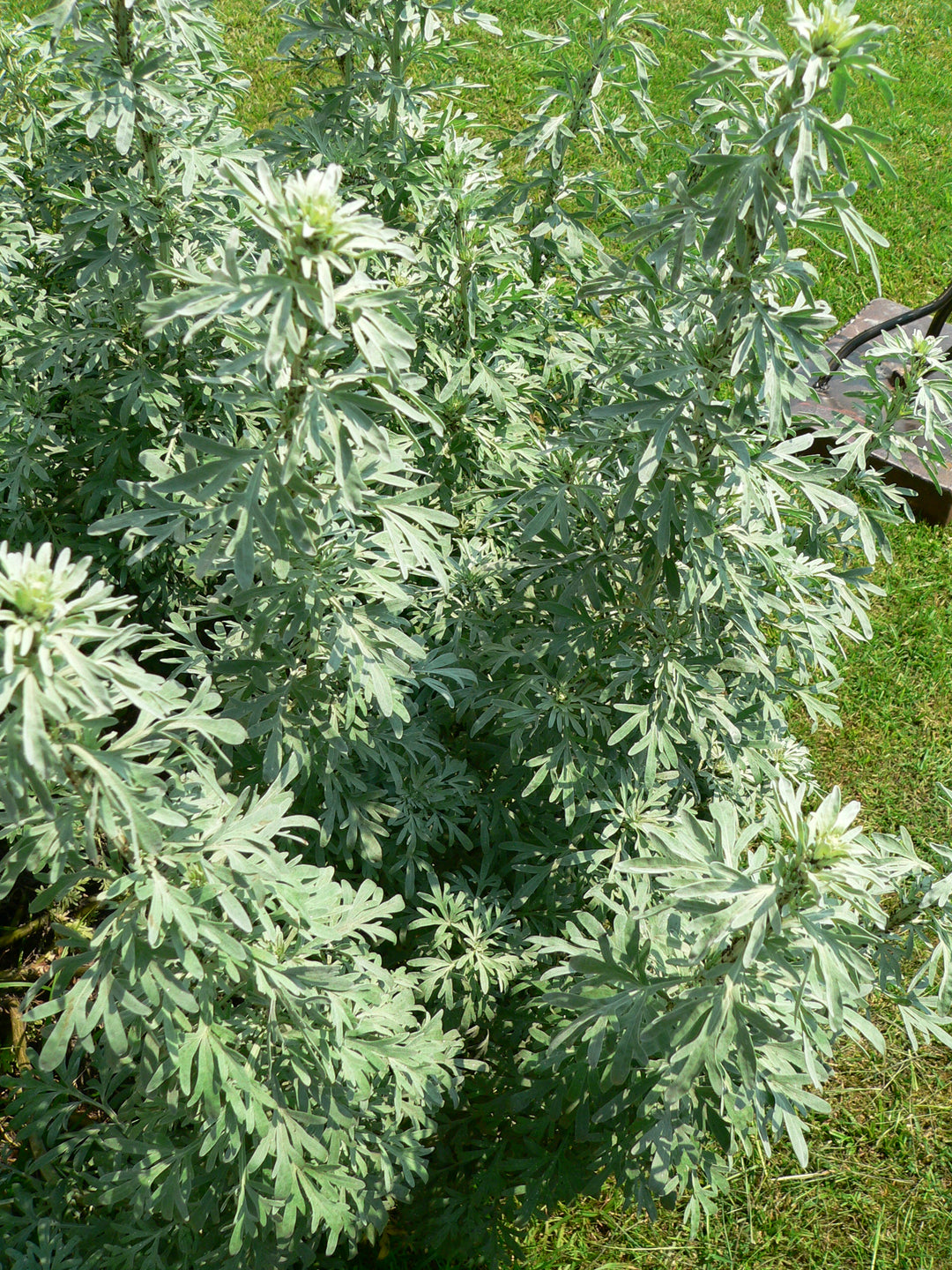 Absinthe Wormwood Seeds for Planting – Heirloom, Non-GMO, High Germination Organic Garden Seeds for Aromatic Herb Gardens