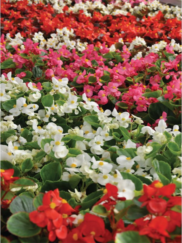 Ambassador Begonia Flower Seeds – Heirloom, Non-GMO, High Germination Organic Garden Seeds for Planting