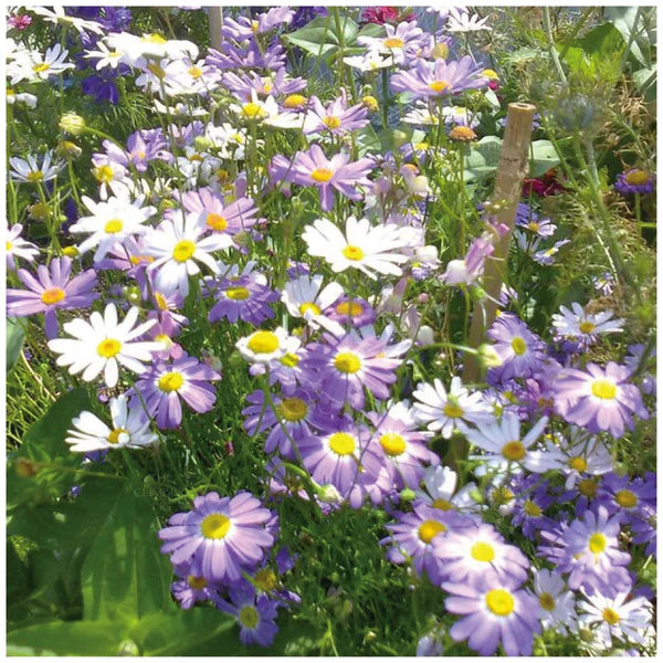 Brachyscome Mixed Seeds for Planting – Organic, Heirloom, Non-GMO Flower Seeds