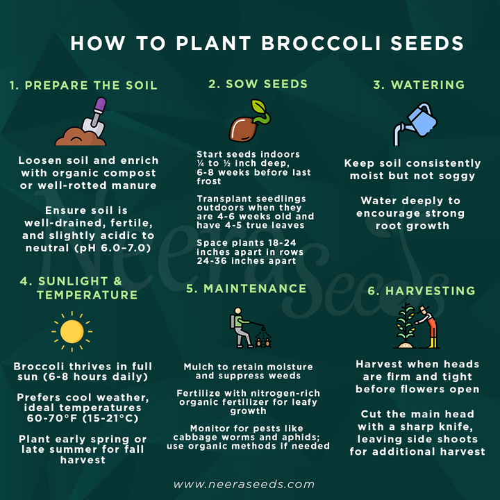 Broccoli Vegetable Seeds for Planting – Heirloom, Non-GMO, High-Yield Seeds for Organic Home Garden & Kitchen Use