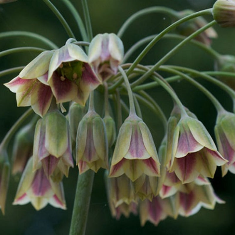 Nectaroscordum Flower Seeds for Planting – Unique Allium Bulgaricum Seeds for Garden Color & Pollinators