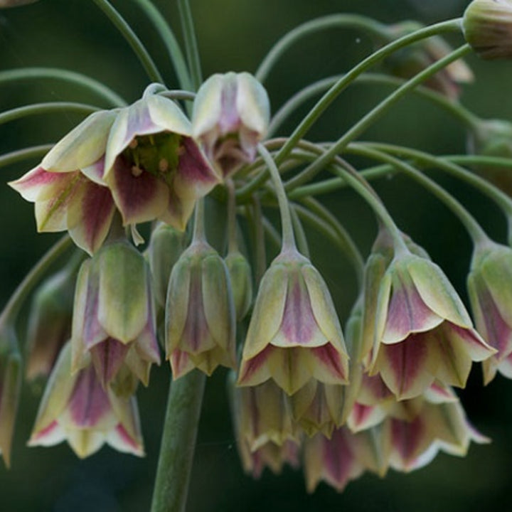 Nectaroscordum Flower Seeds for Planting – Unique Allium Bulgaricum Seeds for Garden Color & Pollinators