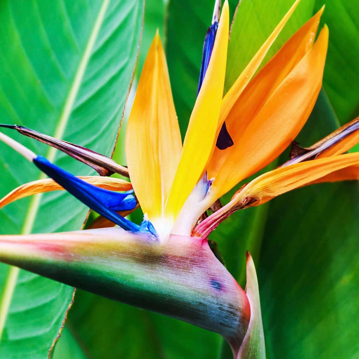 Yellow Blue Strelitzia Reginae Seeds – Heirloom, Non-GMO Bird of Paradise Seeds for Planting