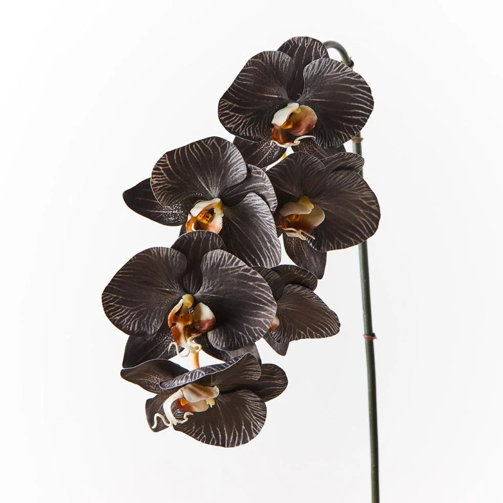 black orchid flower seeds Black White Phalaenopsis Orchid Flower Seeds – Heirloom Non-GMO High  Germination Organic Garden Seeds for Planting