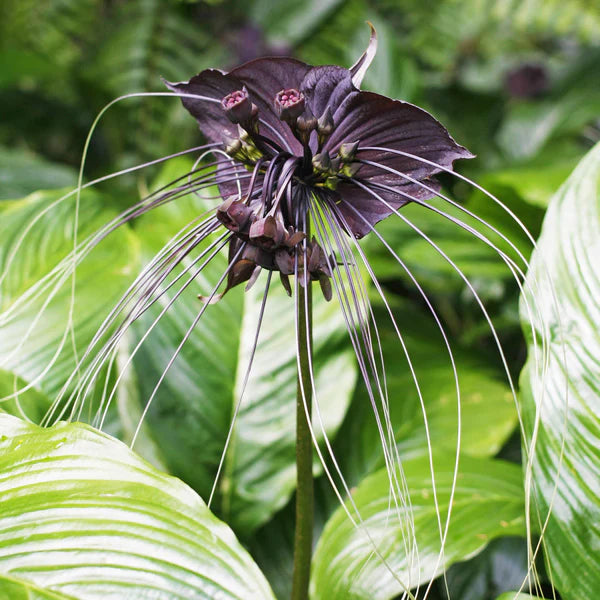 Black Tacca Chantrieri Plant Seeds – Heirloom Non-GMO Bat Flower Seeds for Exotic Tropical Gardens
