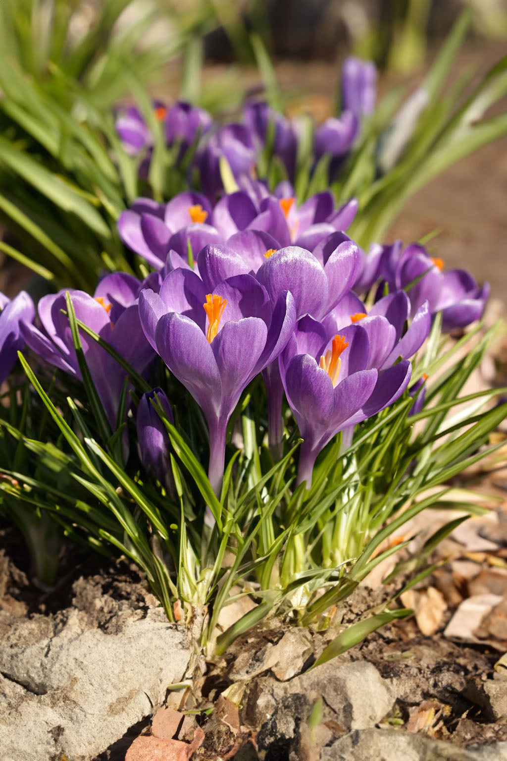 Blue Ocean Crocus Heirloom Flower Seeds for Planting – Non-GMO, High Germination Early Spring Garden Seeds