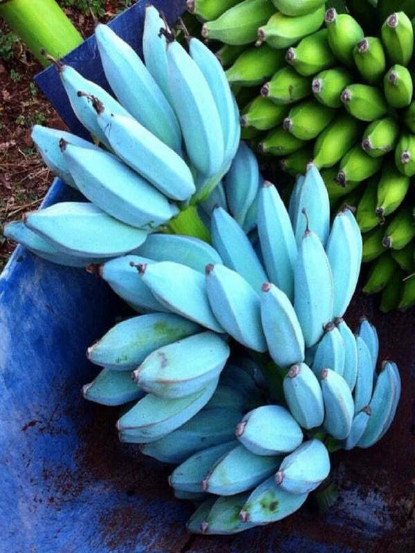 Blue Java Banana (Ice Cream Banana) Fruit Seeds for Planting – Heirloom Non-GMO Organic Garden Seeds