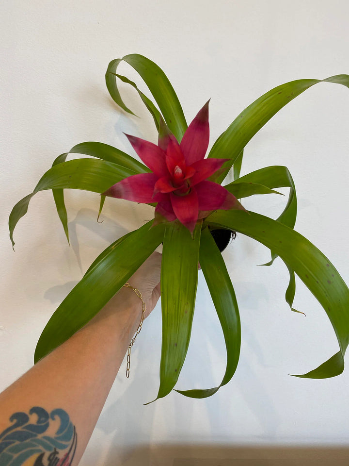 Burgundy Bromeliad Plant Seeds – Heirloom Non-GMO Tropical Seeds for Garden Planting, High Germination