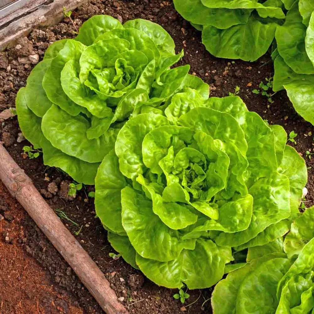 Buttercrunch Lettuce Seeds for Planting – Heirloom, Non-GMO, High Germination Organic Vegetable Seeds