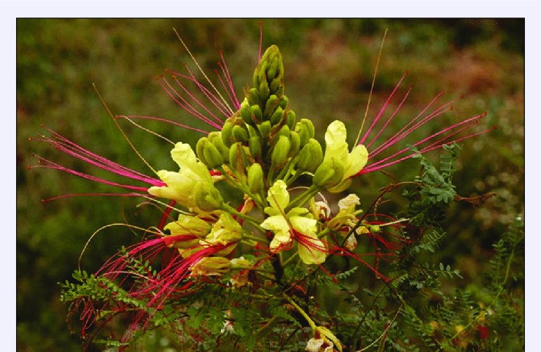 Caesalpinia Gilliesii Flower Seeds for Planting – Heirloom, Non-GMO Seeds for Exotic Blooms