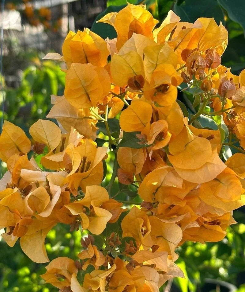 California Gold Bougainvillea Flower Seeds for Planting  Heirloom Non-GMO  Seeds, High Germination Organic Garden Blooms