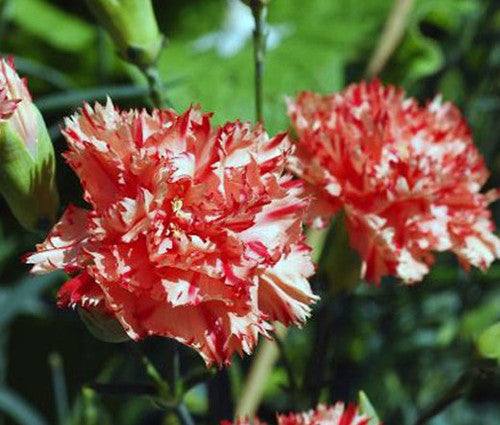 Yellow Red Carnation Flower Seeds for Planting – Heirloom, Non-GMO, High Germination Bright Bi-Color Garden Blooms