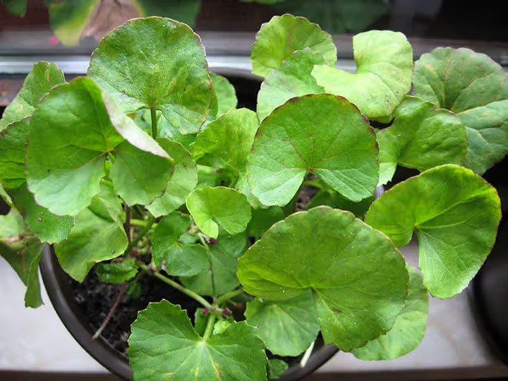 Gotu Kola (Centella asiatica) Seeds for Planting – Heirloom, Non-GMO Medicinal Herb for Brain Health, Skin & Wellness Gardens