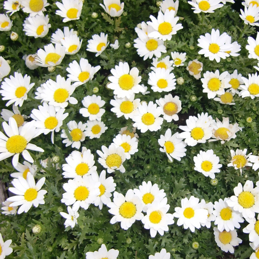 White Paludosum Flower Seeds for Planting – Heirloom, Non-GMO, High Germination Organic Garden Seeds