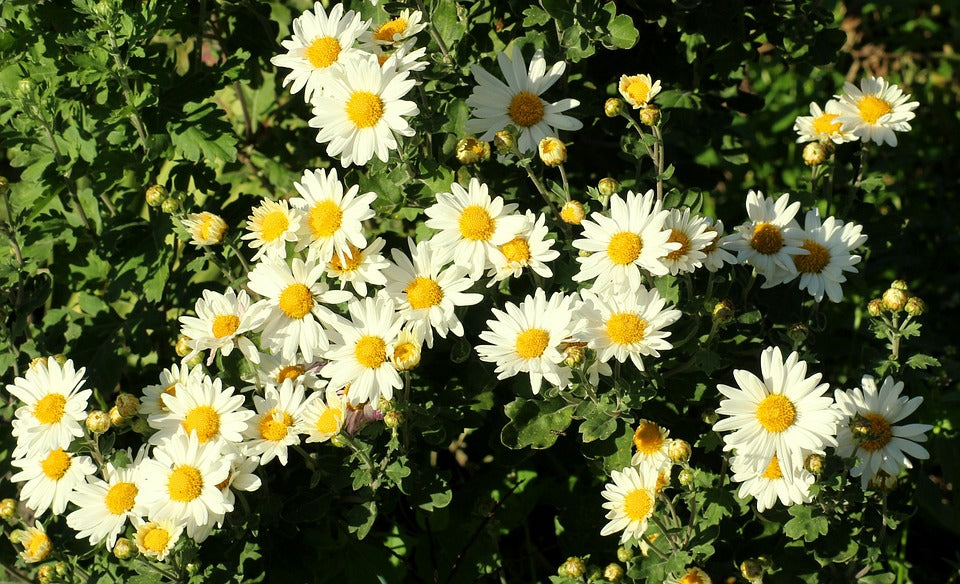 White Paludosum Flower Seeds for Planting – Heirloom, Non-GMO, High Germination Organic Garden Seeds