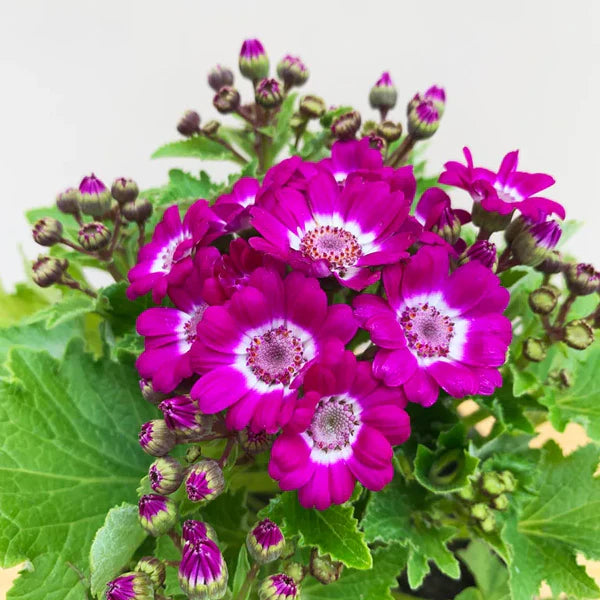 Heirloom Pink Cineraria Flower Seeds for Planting, Non-GMO – Neeraseeds