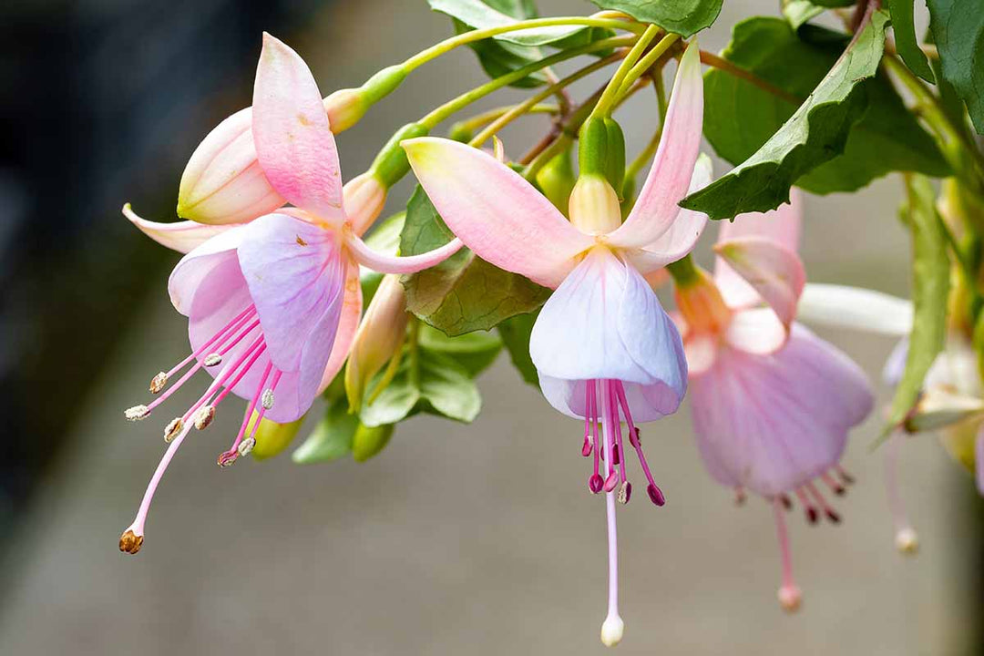 Baby Pink Fuchsia Heirloom Non-GMO Seeds for Planting – High Germination Organic Garden Seeds for Hanging Baskets & Borders