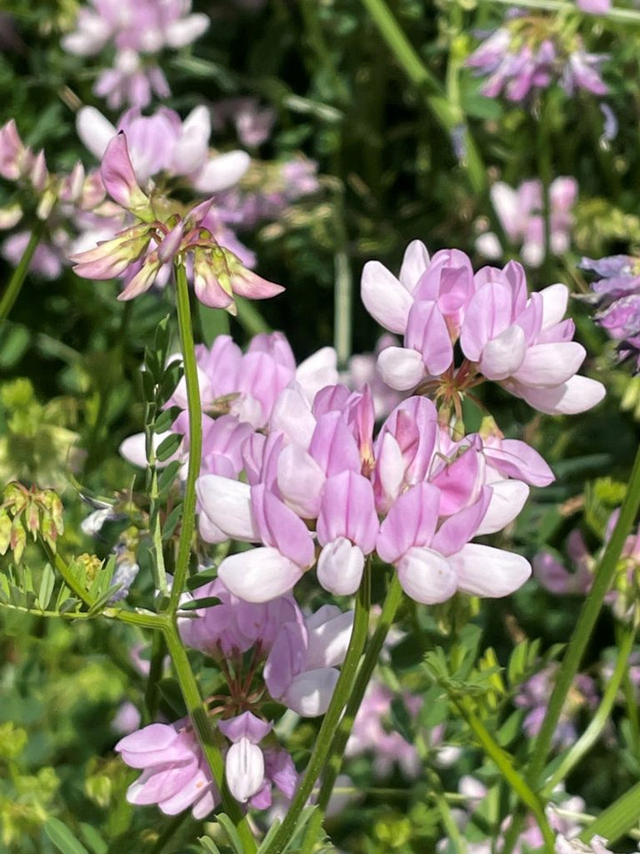 Crown Vetch Pink Flower Seeds for Planting – Heirloom, Non-GMO, High Germination Organic Garden Seeds