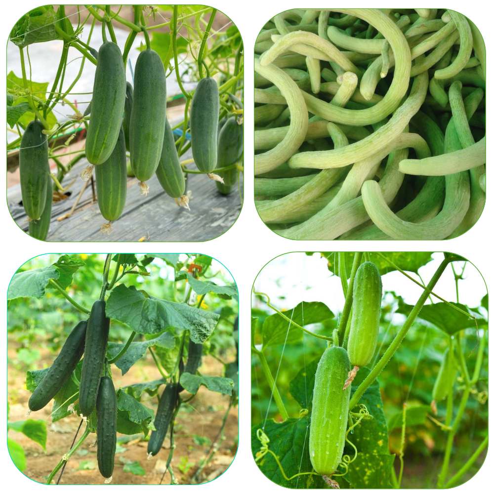 Mixed Cucumber Vegetable Seeds for Planting - Heirloom and Non-GMO Garden Seeds