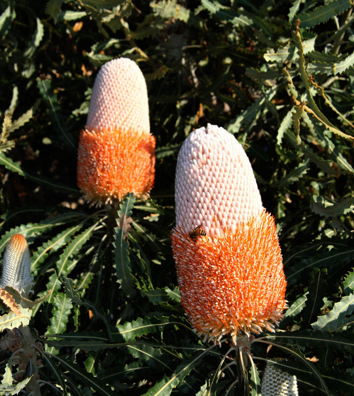 Banksia Plant Seeds for Planting – Heirloom, Non-GMO, High Germination Organic Garden Seeds
