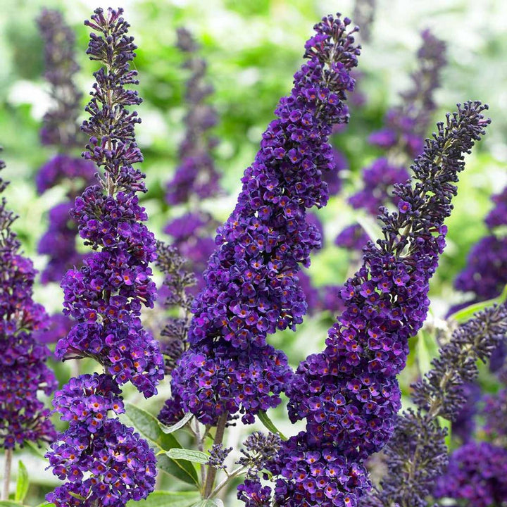 Buddleia Davidii Flower Seeds – Heirloom, Non-GMO, High Germination Butterfly Bush Organic Garden Seeds for Planting