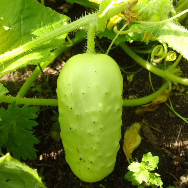 Boothby's Blond Cucumber Seeds for Planting | Heirloom, Non-GMO, High Germination Organic Garden Seeds