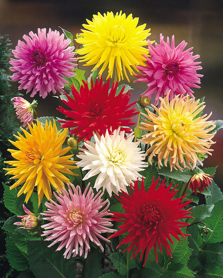 Cactus Dahlias Mixed Flower Seeds for Planting -heirloom and  Non-GMO garden seeds