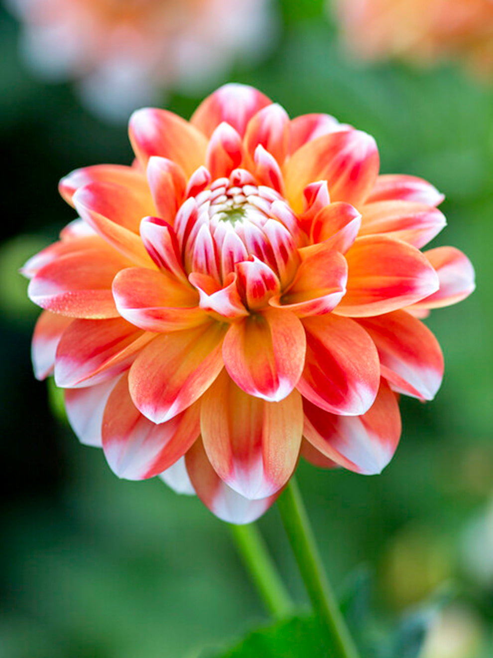 Butterscotch Dahlia Flower Seeds for Planting - Heirloom and Non-GMO Garden Seeds