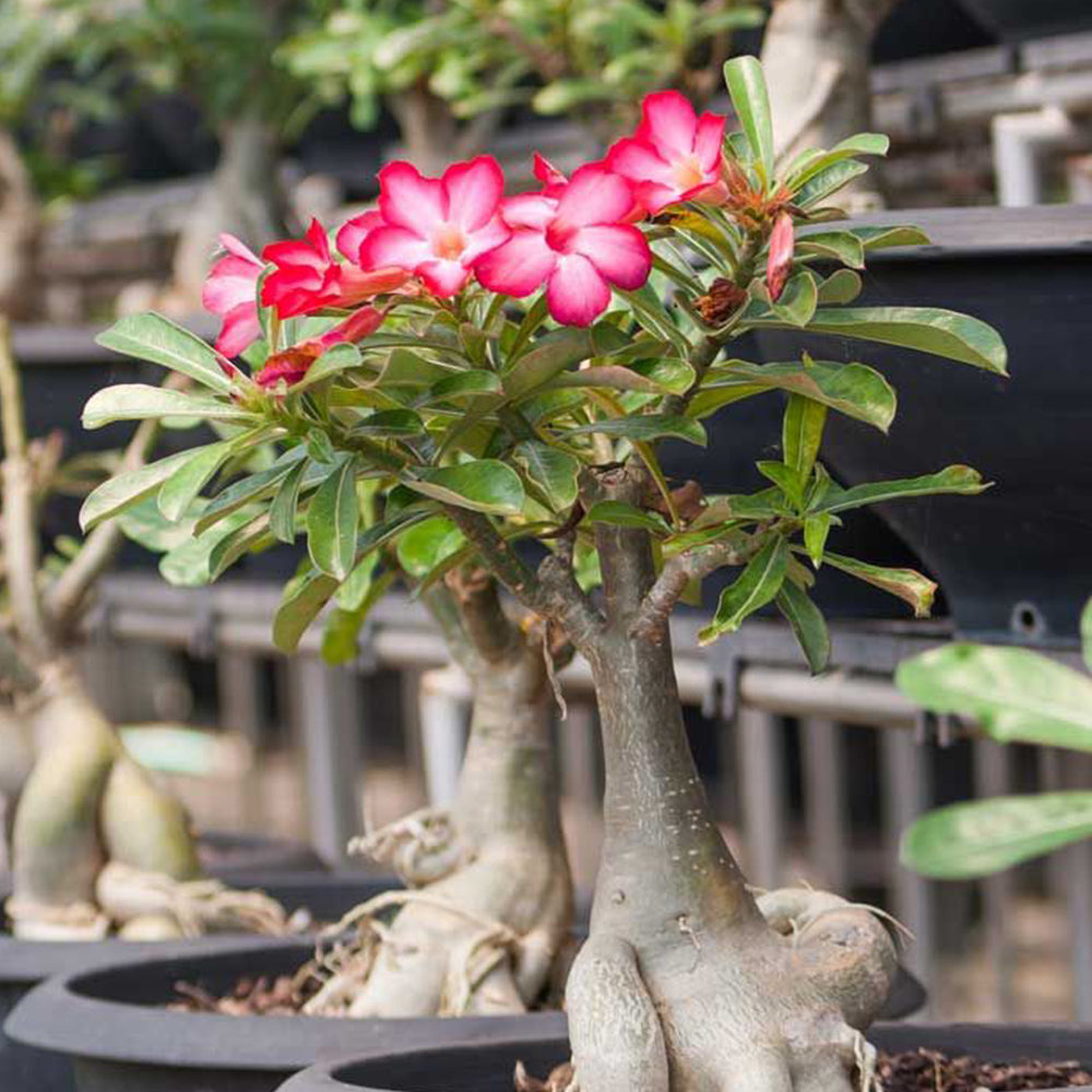 Heirloom Non-GMO Adenium Arabicum Plant Seeds for Planting  High Germ   Neeraseeds