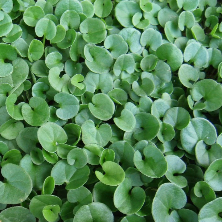 Heirloom Non-GMO Dichondra Ground Cover Plant Seeds for Planting – Lush Low-Growing Foliage for Gardens