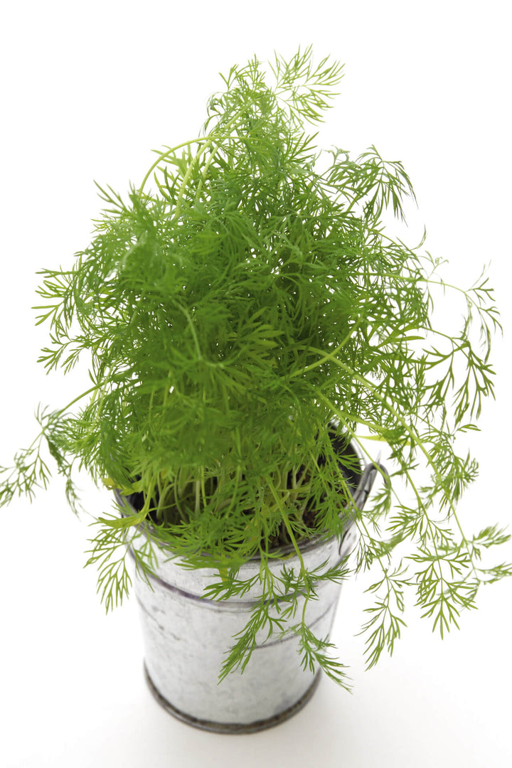 Organic Compatto Dill- Bouquet Herb Seeds - Heirloom and Non-GMO seeds for home garden