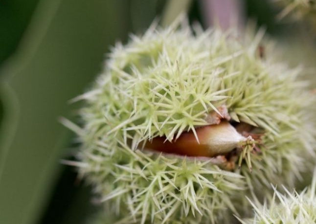 Chinquapin Chestnut Tree Seeds for Planting – Heirloom Non-GMO, High Germination Organic Garden Seeds