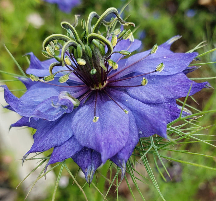 Nigella Hispanica Flower Seeds for Planting – Heirloom, Non-GMO Black Cumin Blooms for Unique Garden Displays