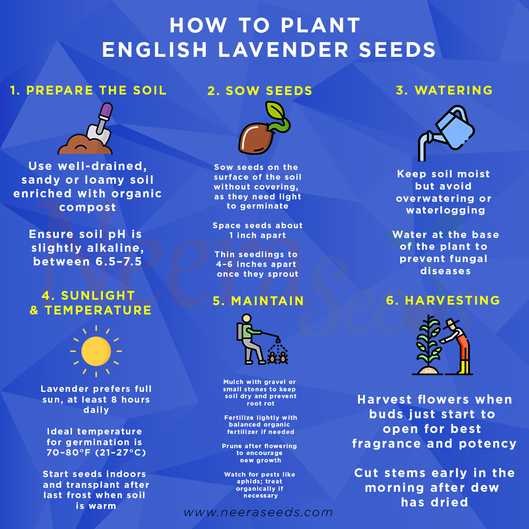 English Lavender Seeds for Planting – Heirloom Non-GMO Organic Garden Seeds with High Germination